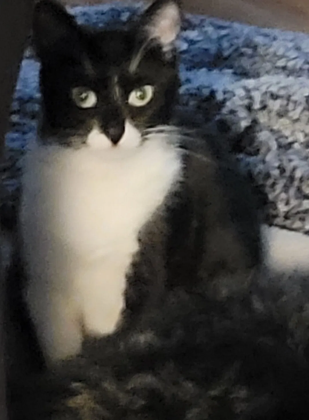 Lost cat in Corpus Christi, TX, 78415