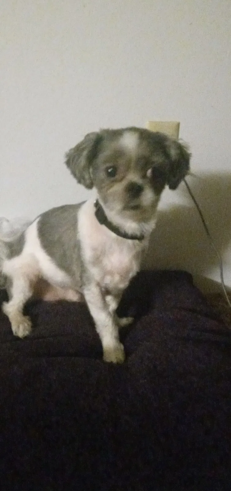 Lost dog in Wichita, KS, 67217