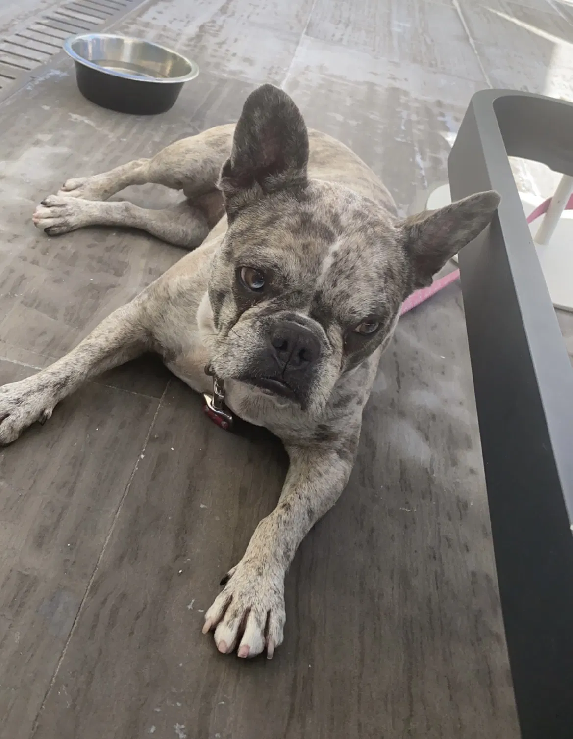 Lost dog in Homestead, FL, 33031