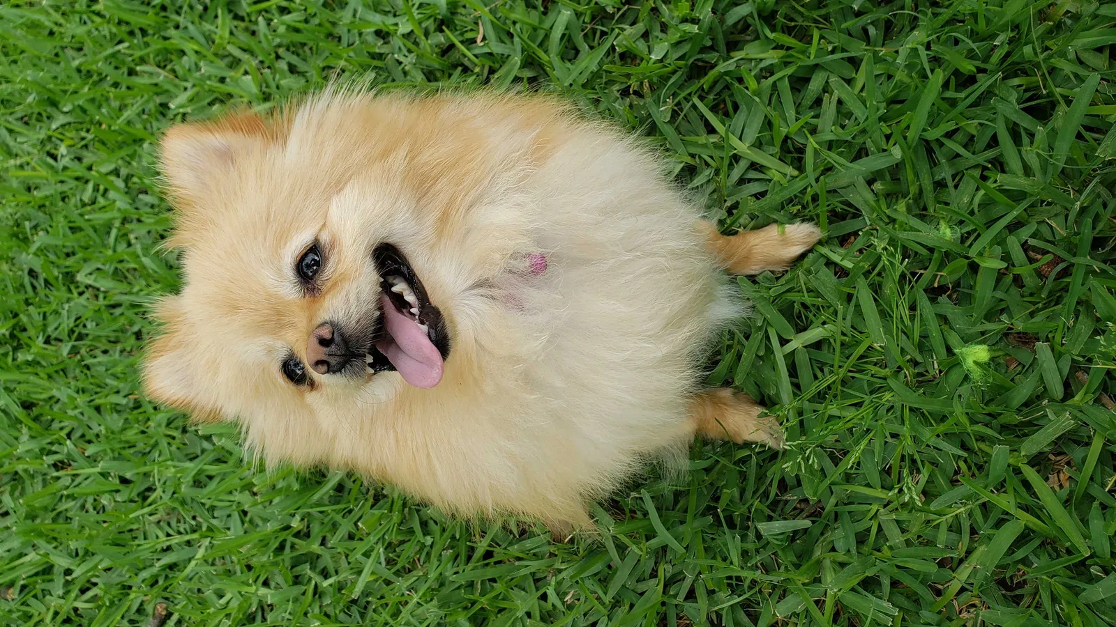 Lost dog in Shreveport, LA, 71104
