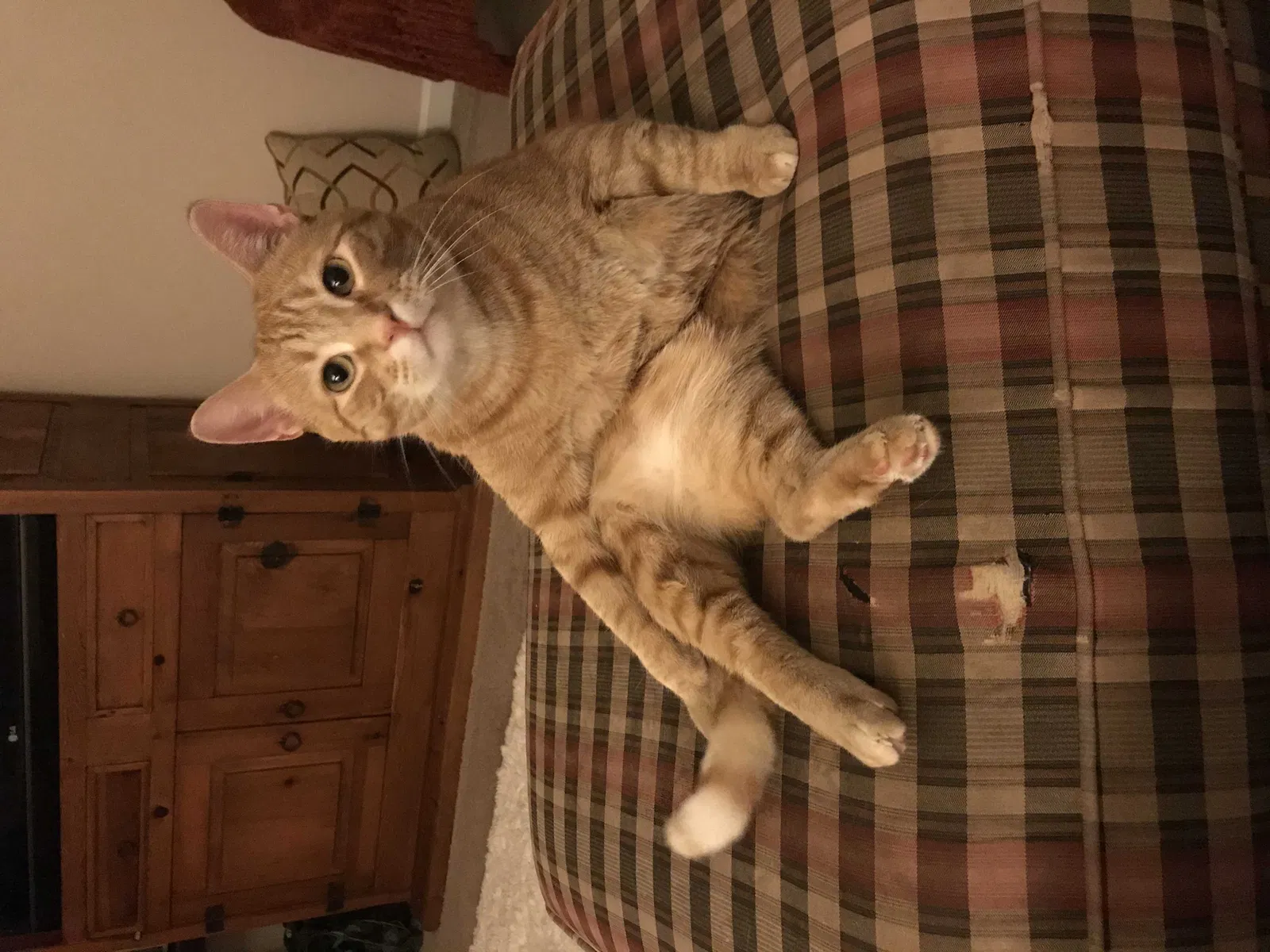 Lost cat in Wake Forest, NC, 27587