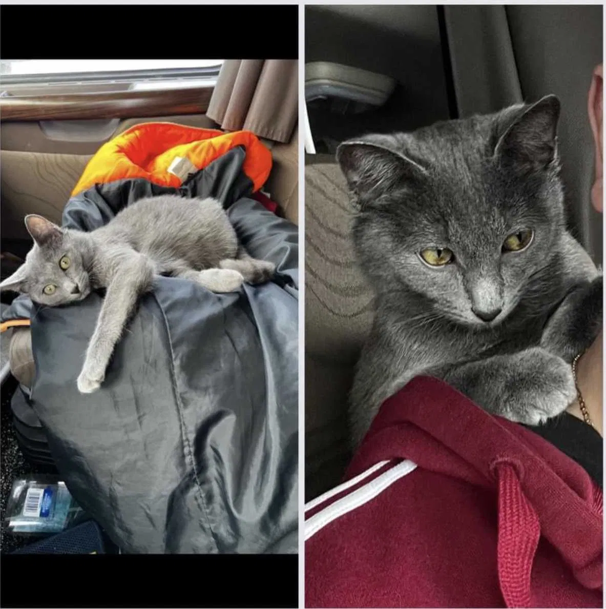 Lost cat in Utica, MI, 48316