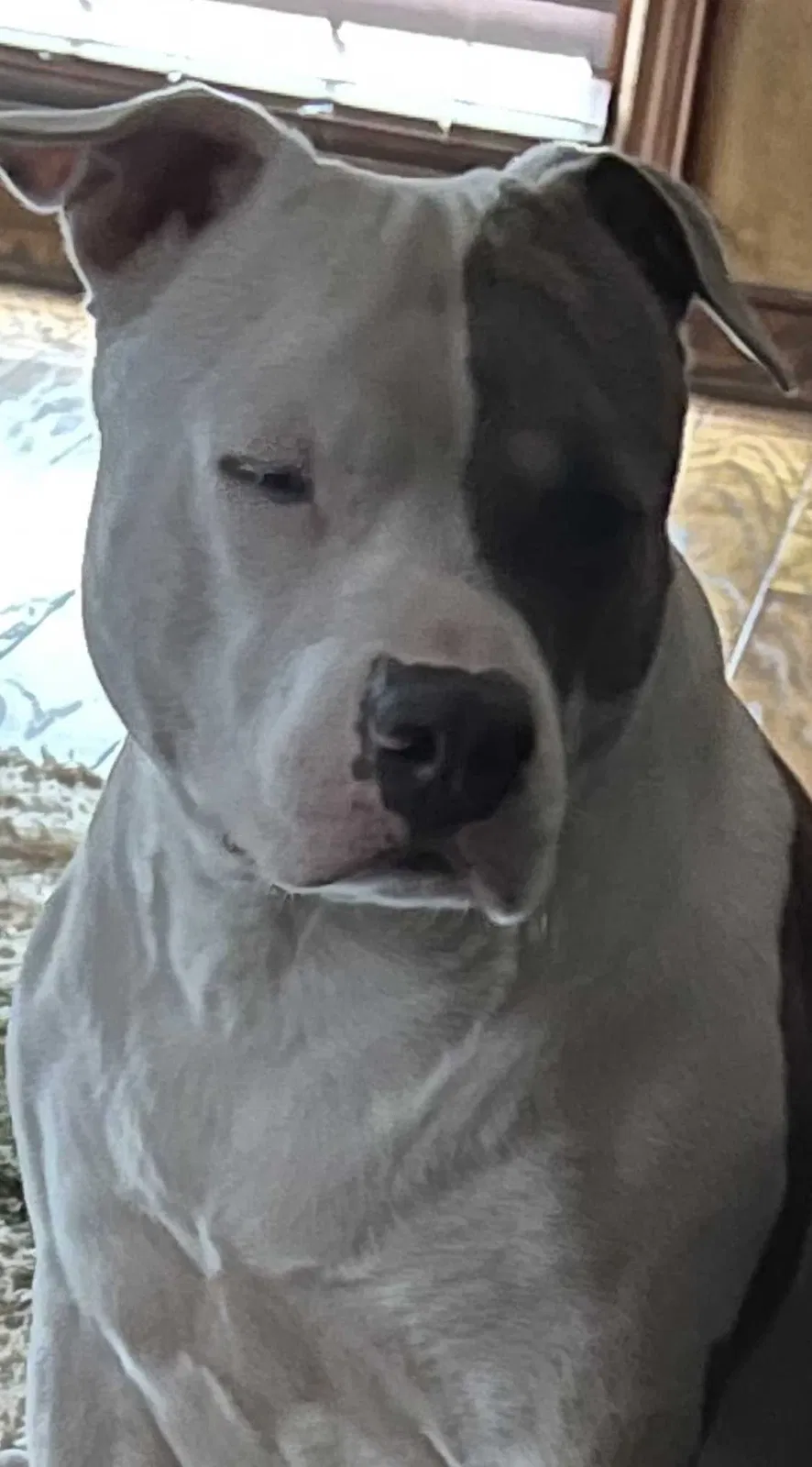 Lost dog in Covington, GA, 30016