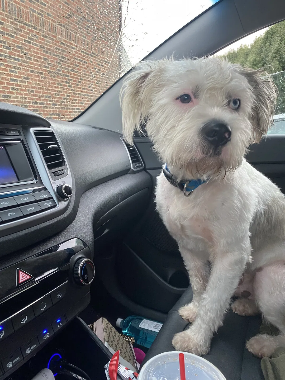 Lost dog in Valle Crucis, NC, 28691