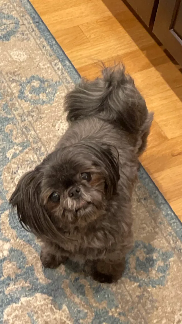 Lost dog in Duluth, GA, 30097