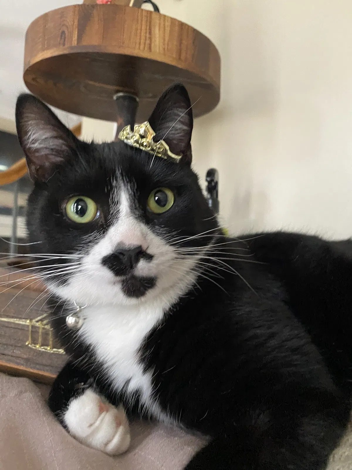 Lost cat in Rock Hill, SC, 29732