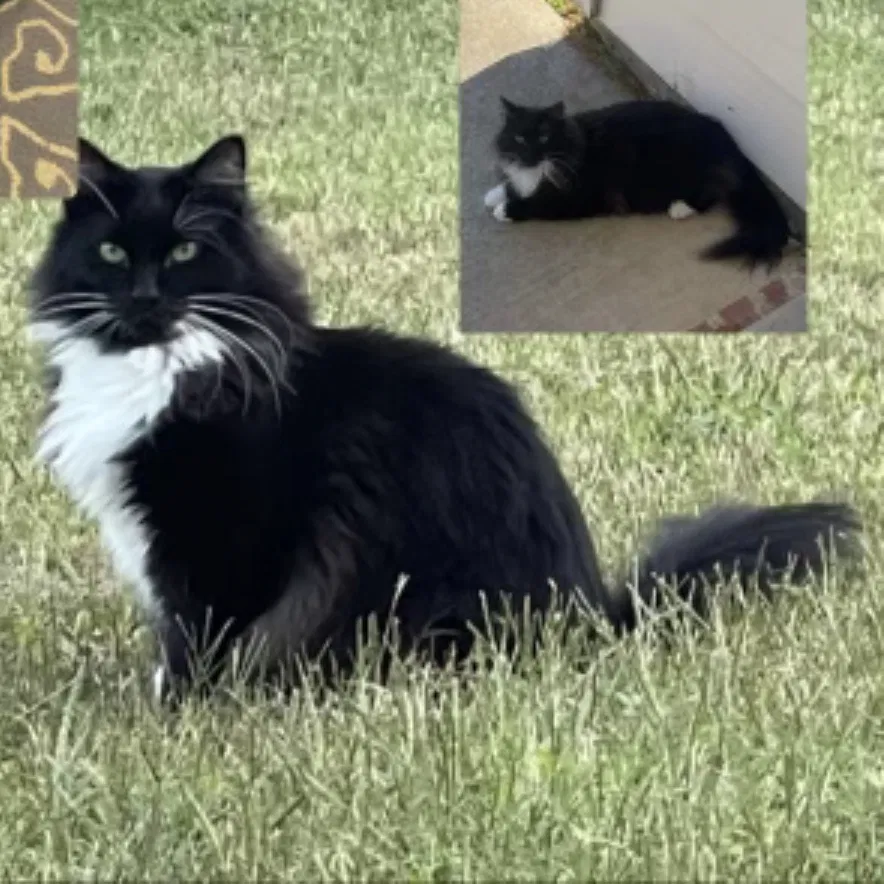 Lost cat in Mansfield, TX, 76063