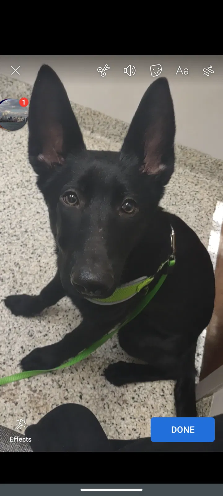 Lost dog in Independence, MO, 64056