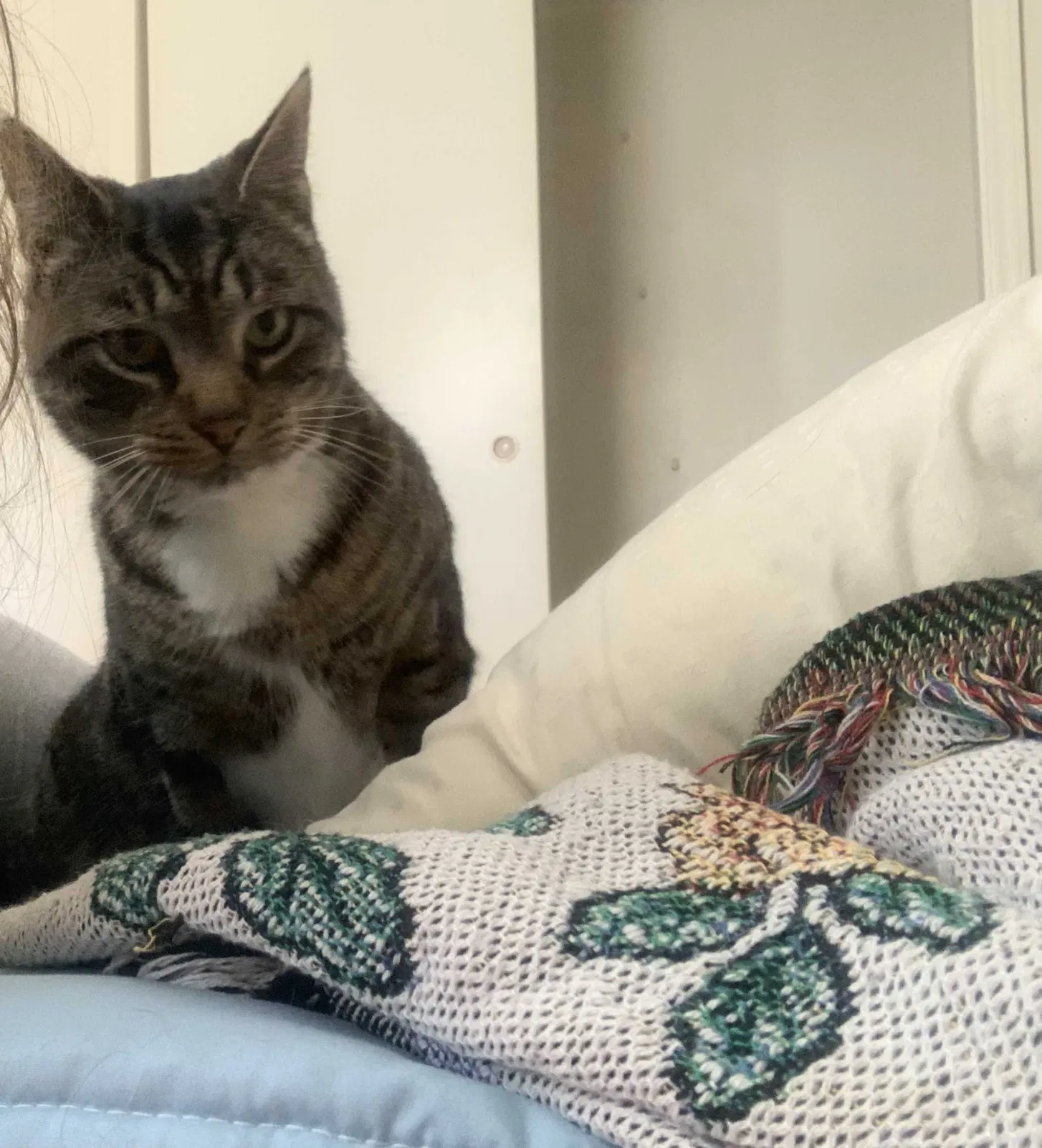 Lost cat in Willard, NC, 28478