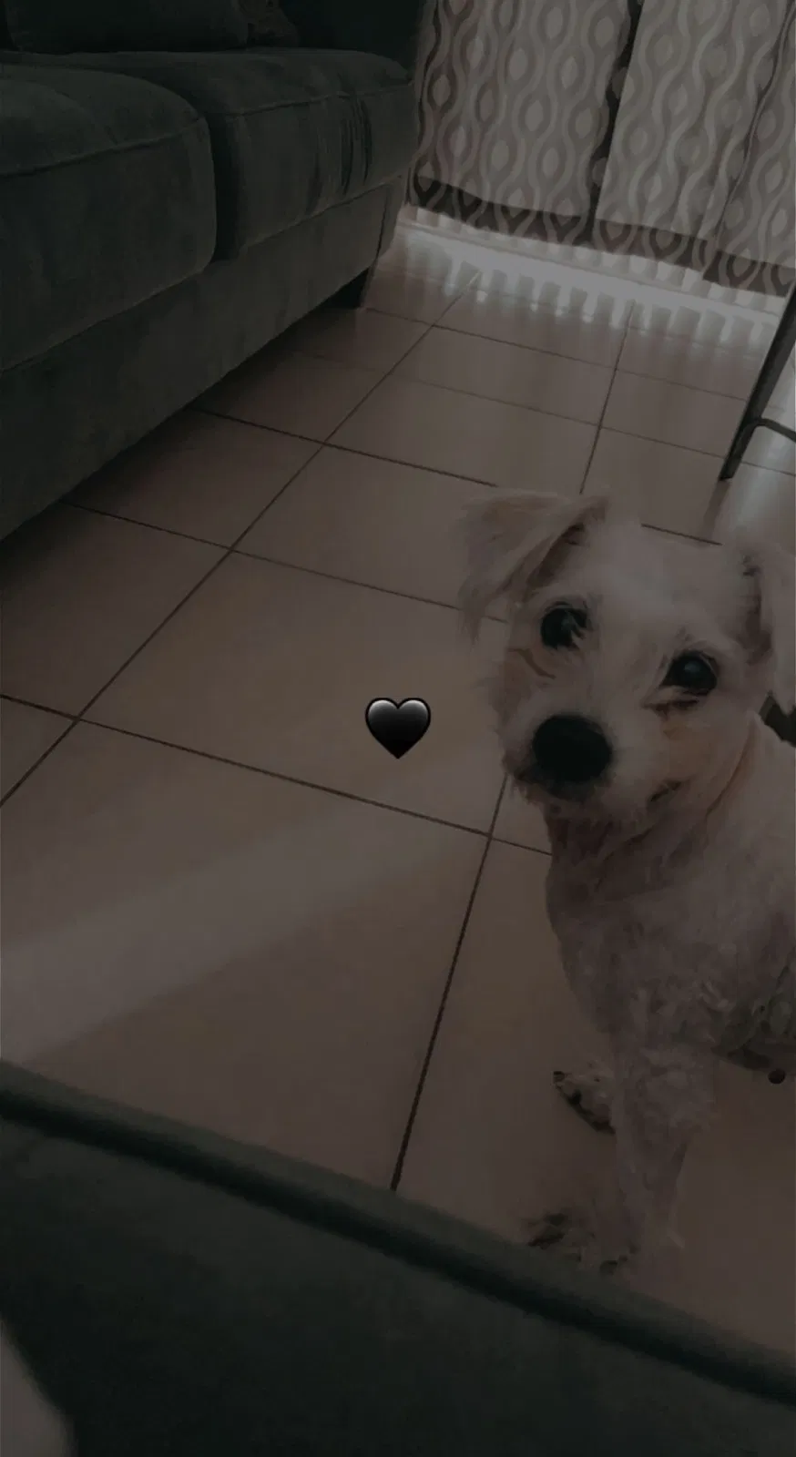 Lost dog in Haines City, FL, 33844