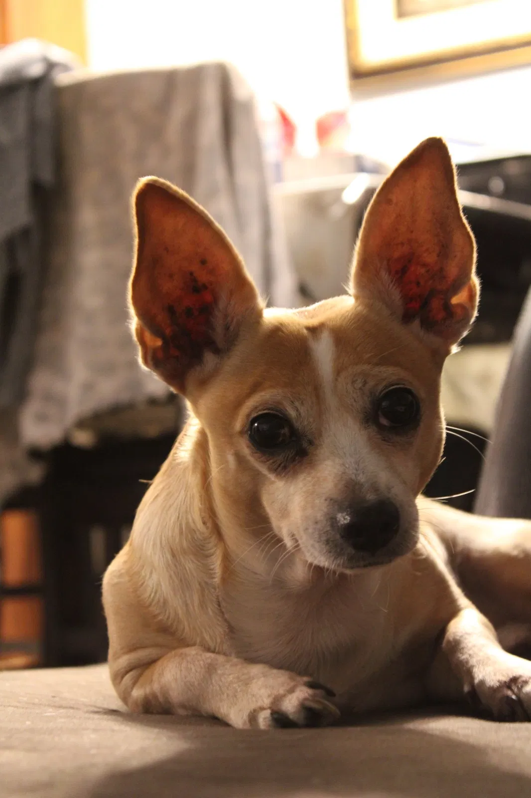 Lost dog in South Gate, CA, 90280