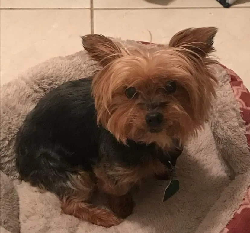 Lost dog in Laredo, TX, 78043