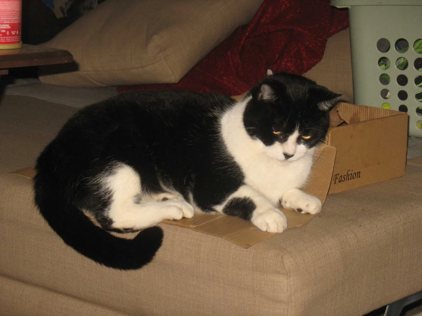 Lost cat in Olympia, WA, 98512