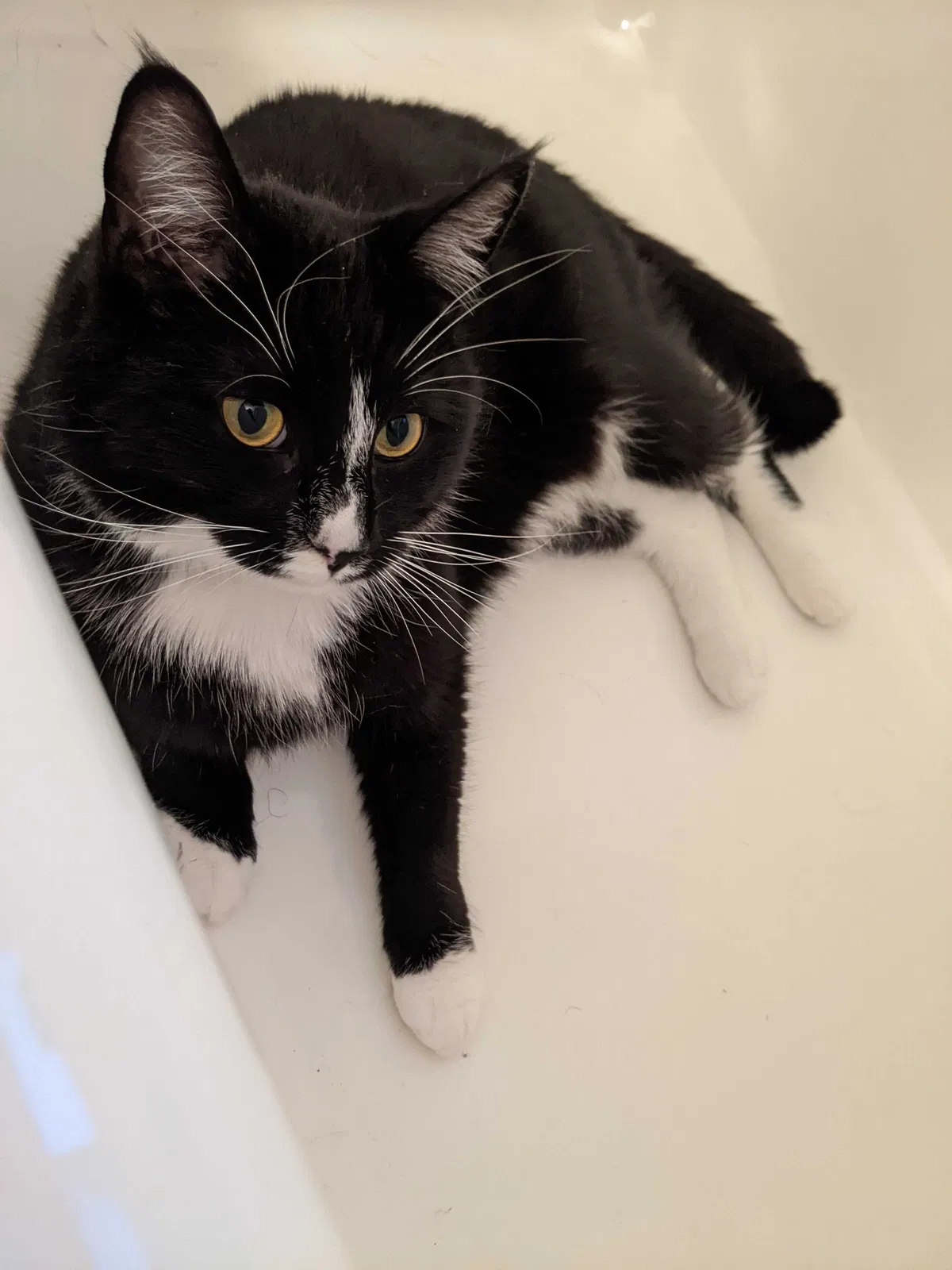 Lost cat in Beaverton, OR, 97008
