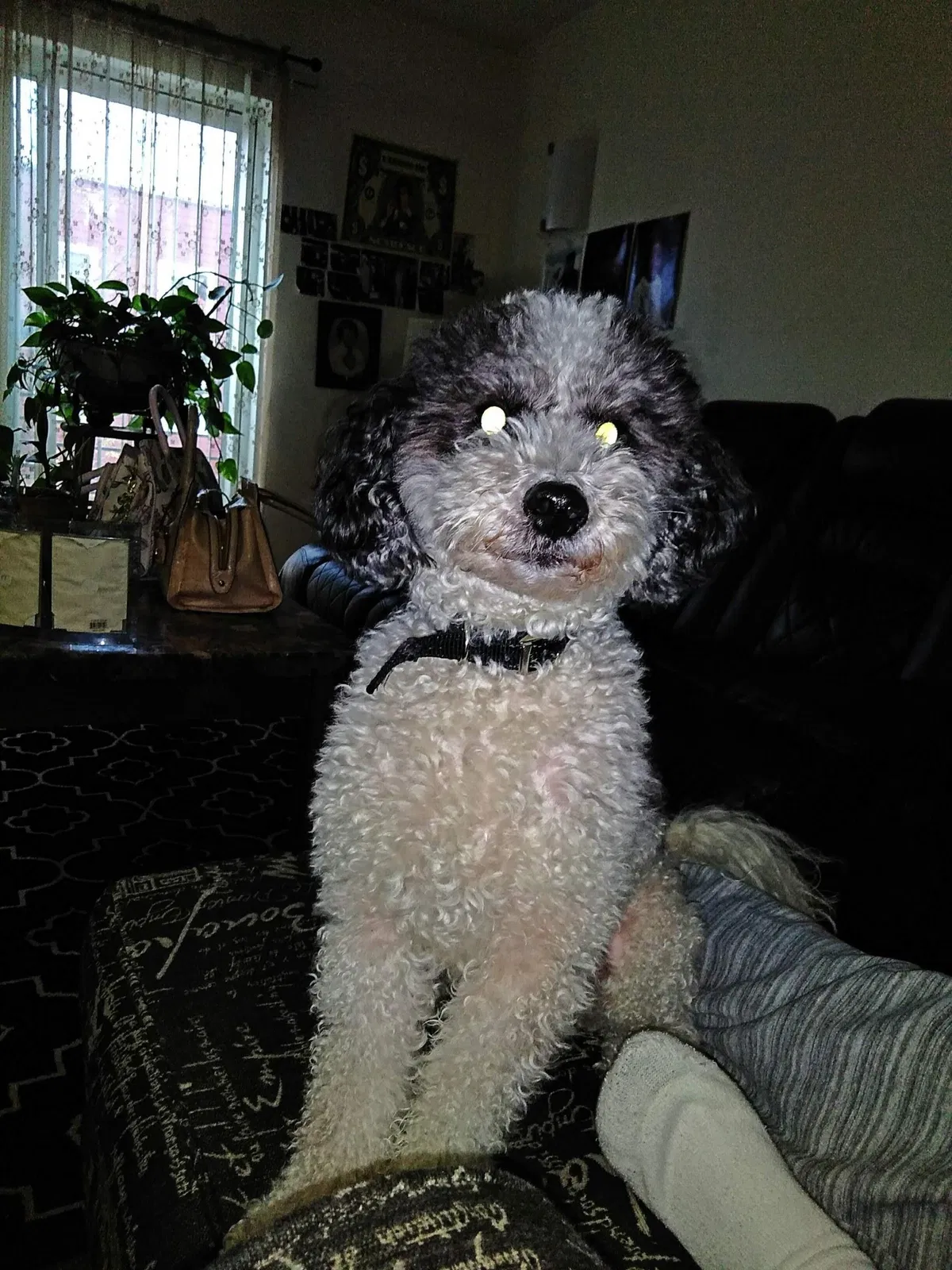 Lost dog in Portland, OR, 97203