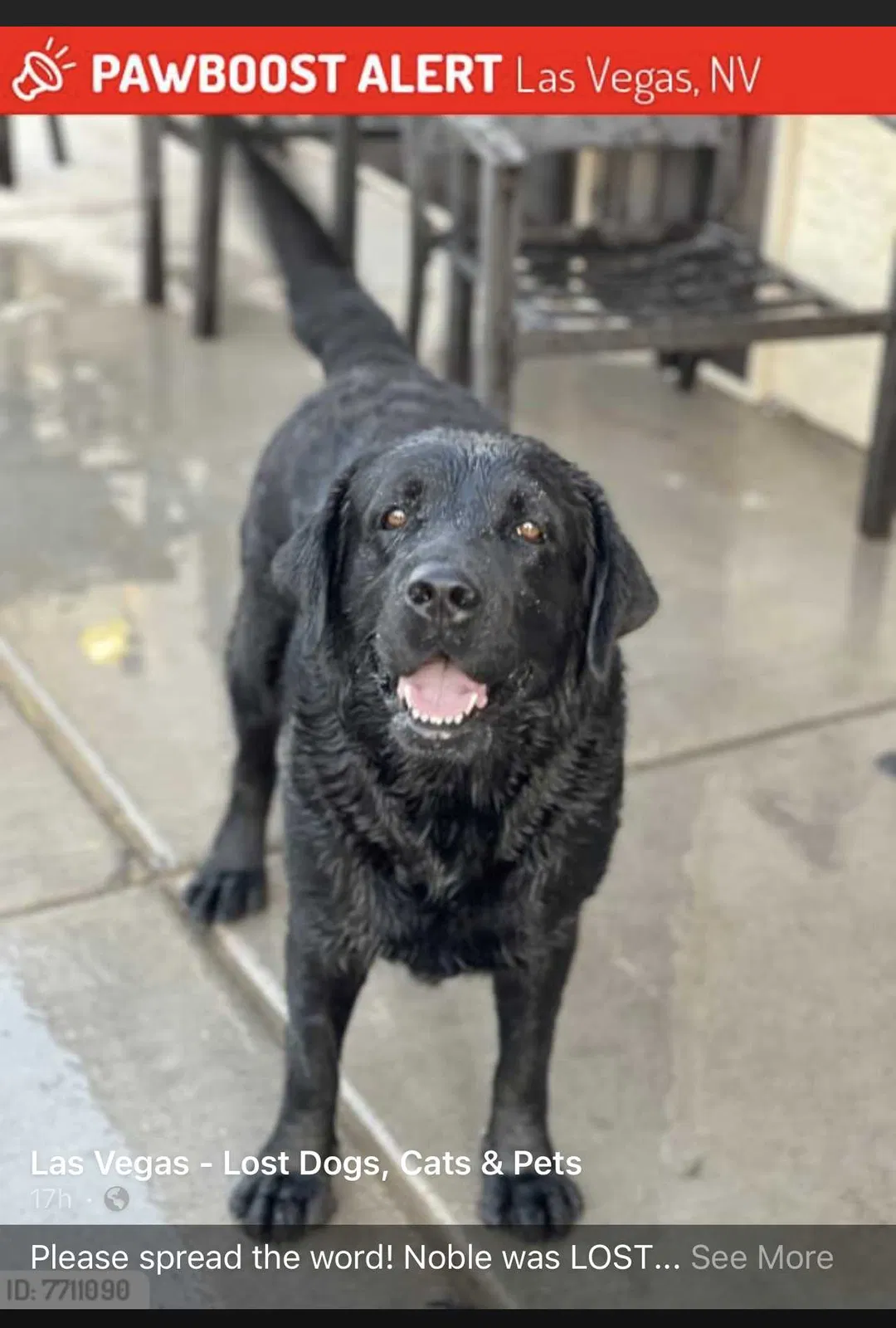 Lost dog in Las Vegas, NV, 89149
