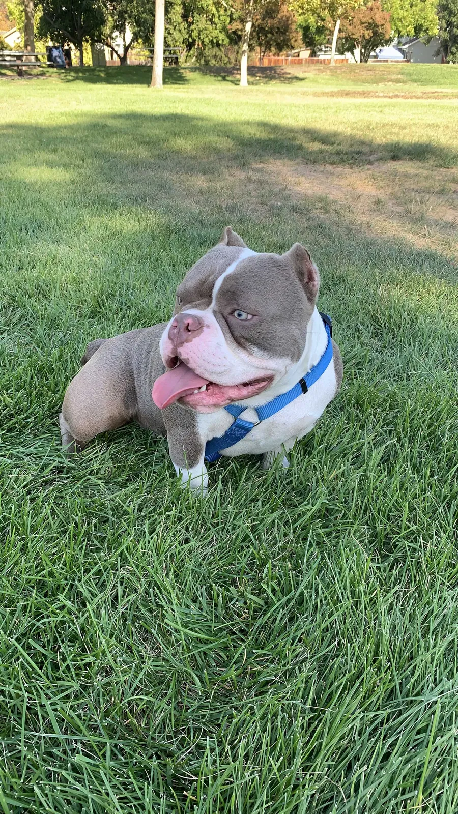 Lost dog in Antioch, CA, 94509