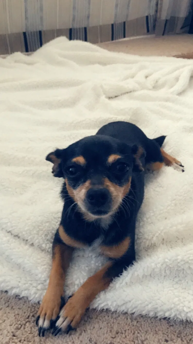 Lost dog in Eugene, OR, 97402
