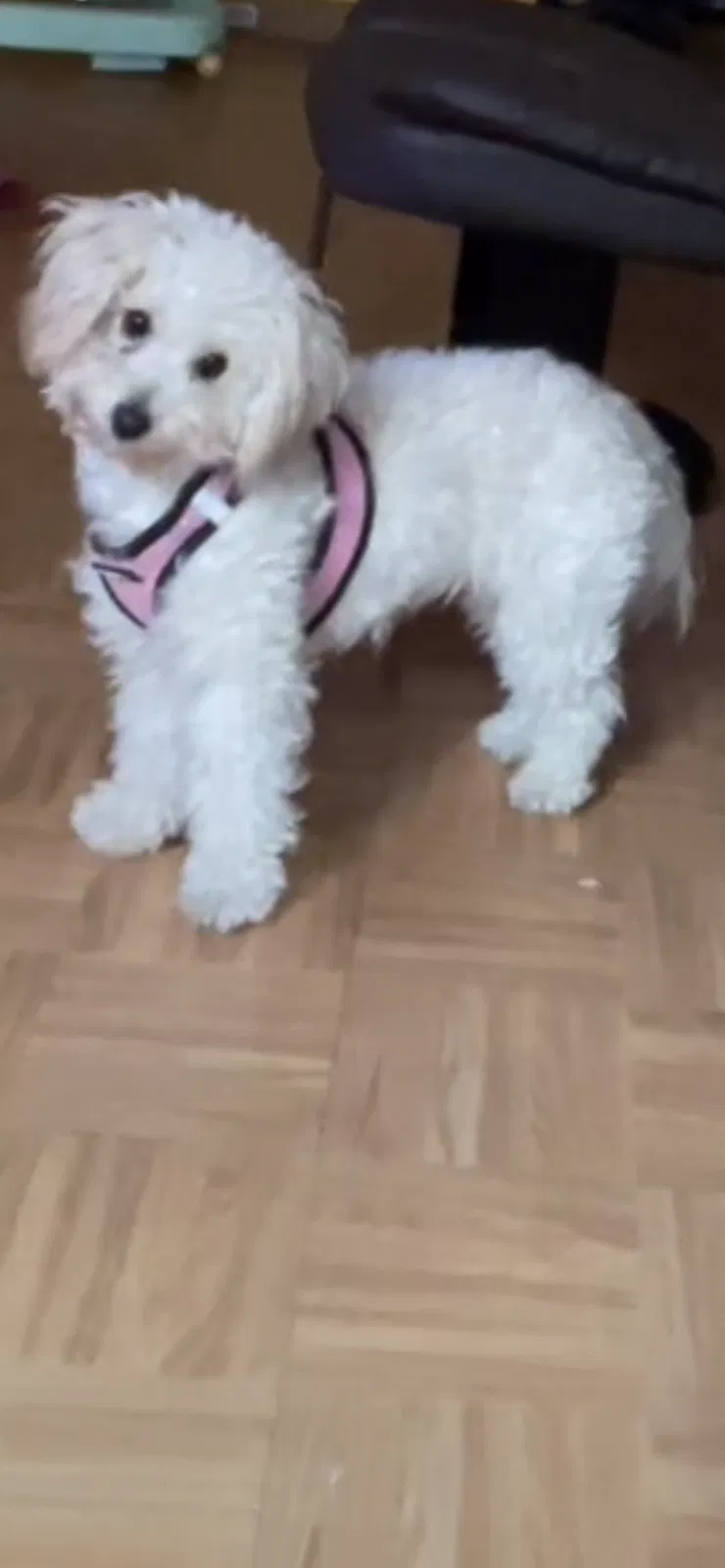 Lost dog in Bronx, NY, 10456