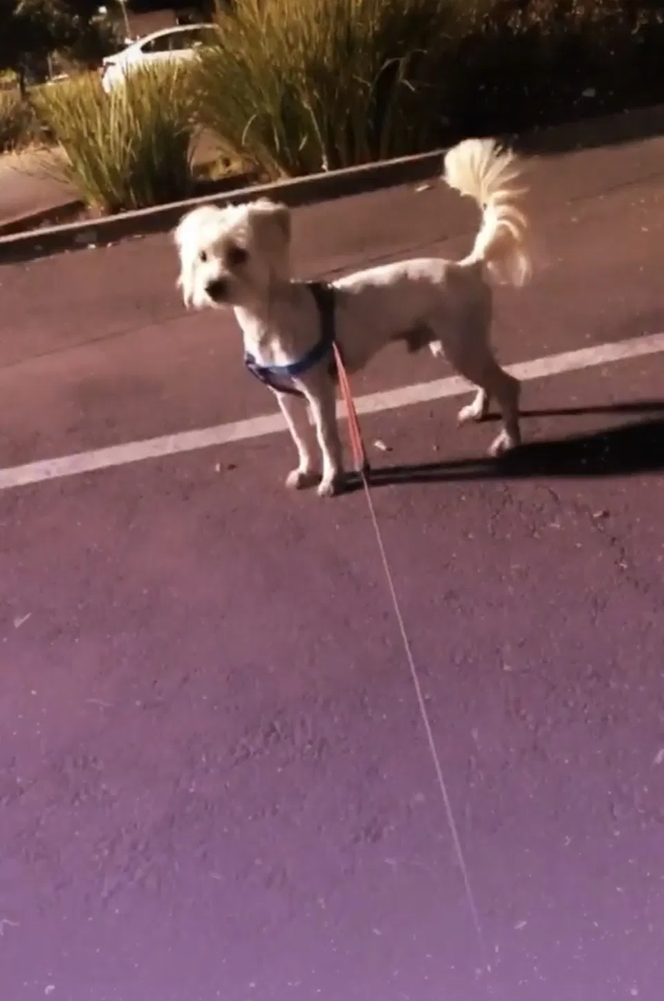 Lost dog in Fremont, CA, 94536