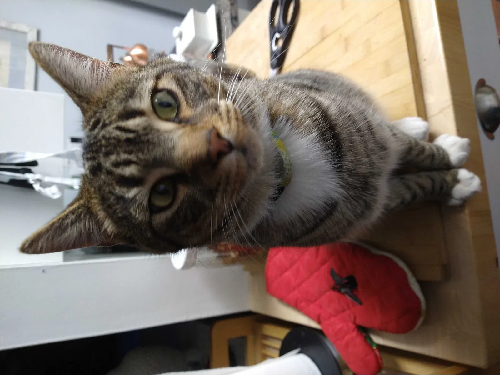 Lost cat in North Highlands, CA, 95660