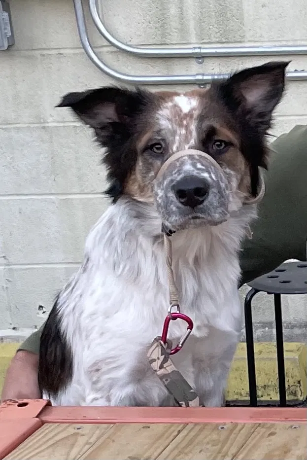 Lost dog in San Antonio, TX, 78240