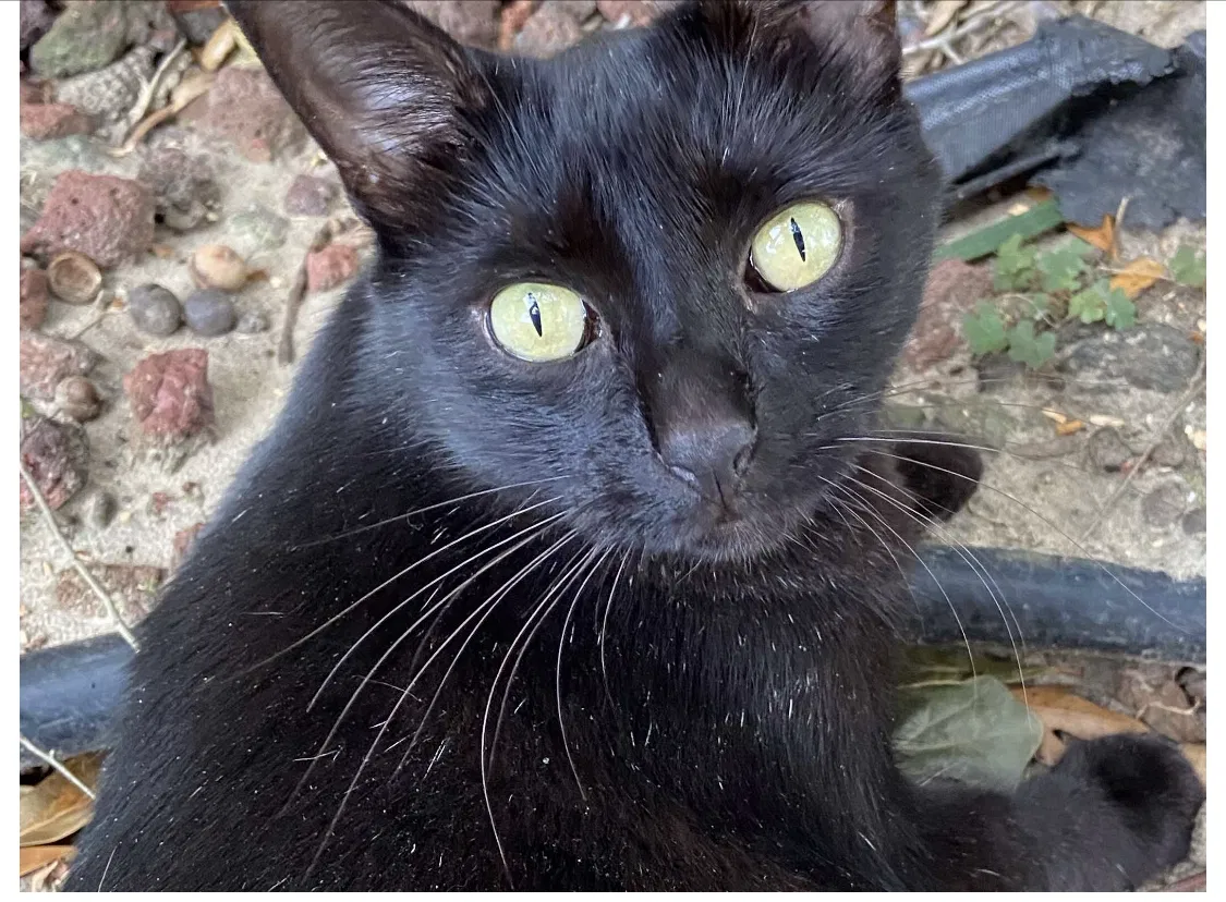 Lost cat in Harvey, LA, 70058