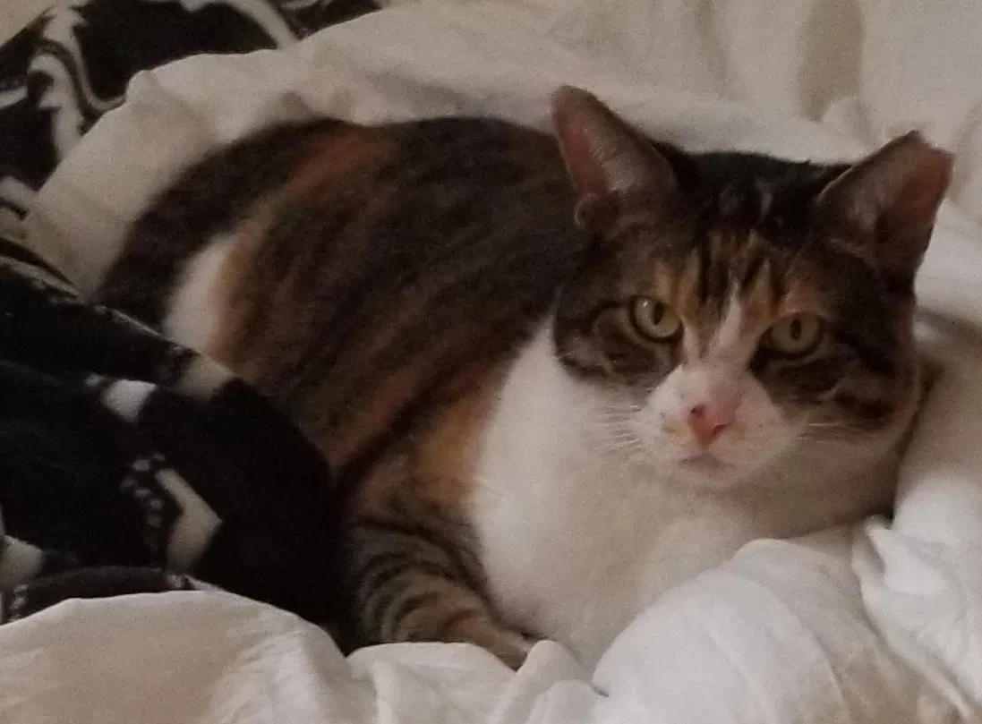 Lost cat in Fort Lauderdale, FL, 33301
