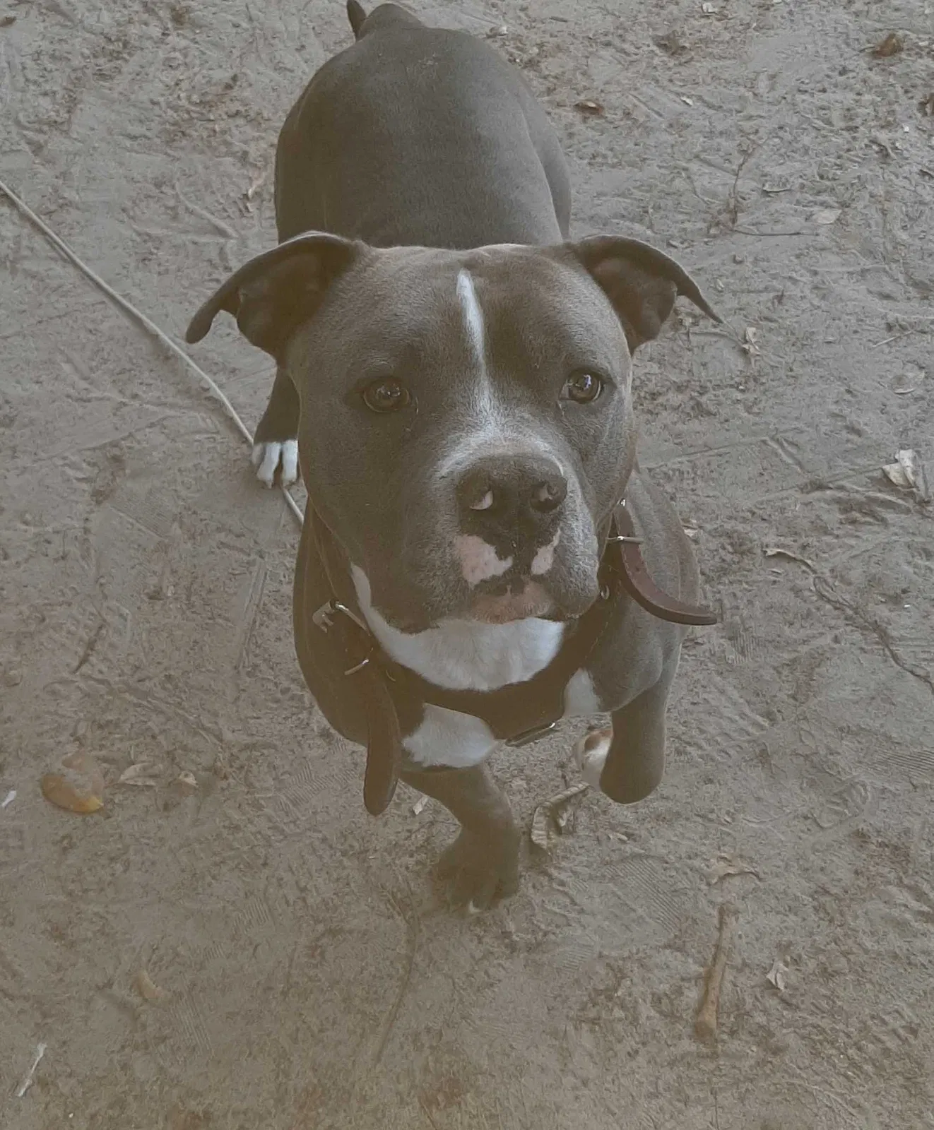 Lost dog in Tallahassee, FL, 32303