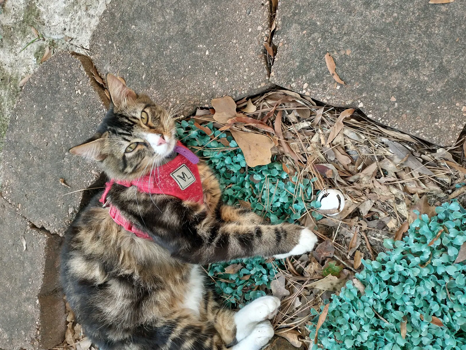 Lost cat in Spring, TX, 77373