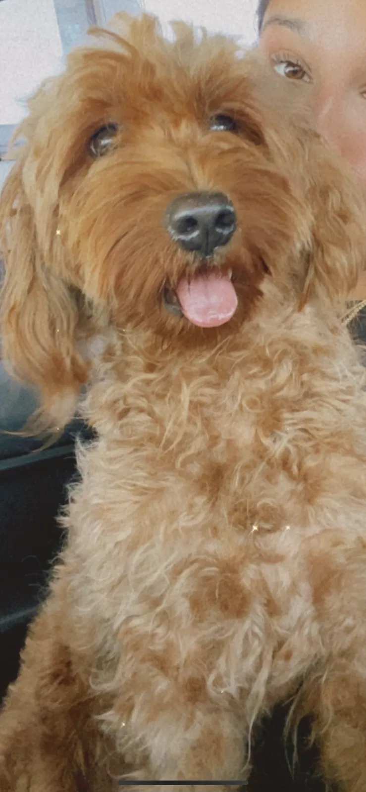 Lost dog in Hollywood, FL, 33025