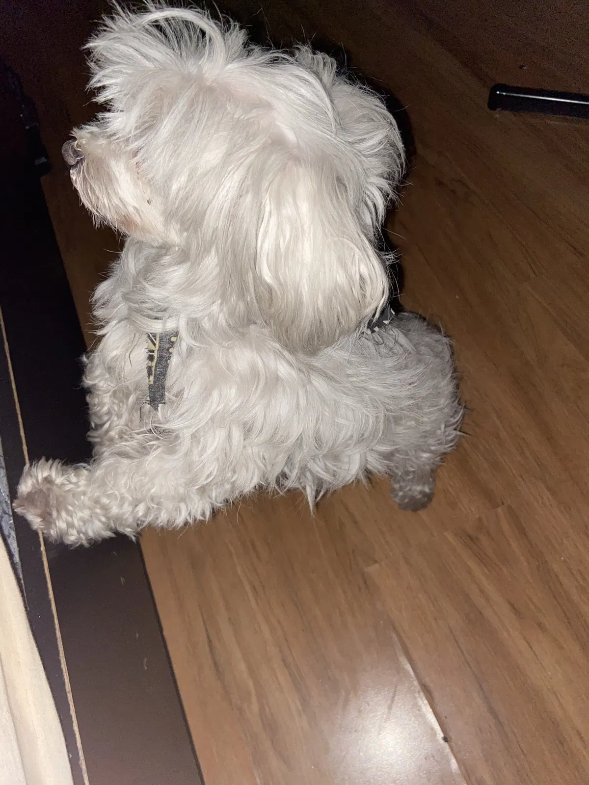 Lost dog in New Orleans, LA, 70118