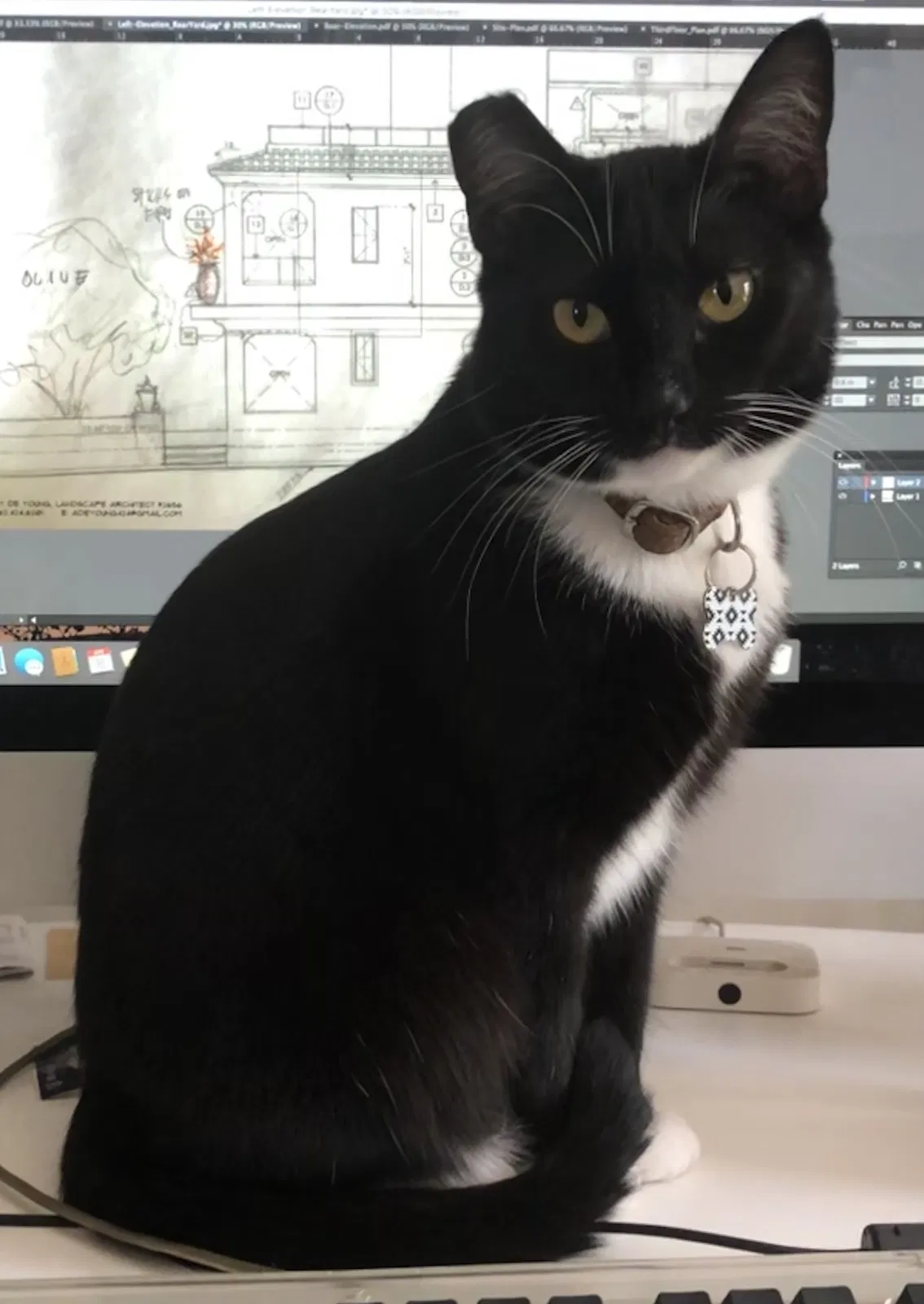 Lost cat in Long Beach, CA, 90807