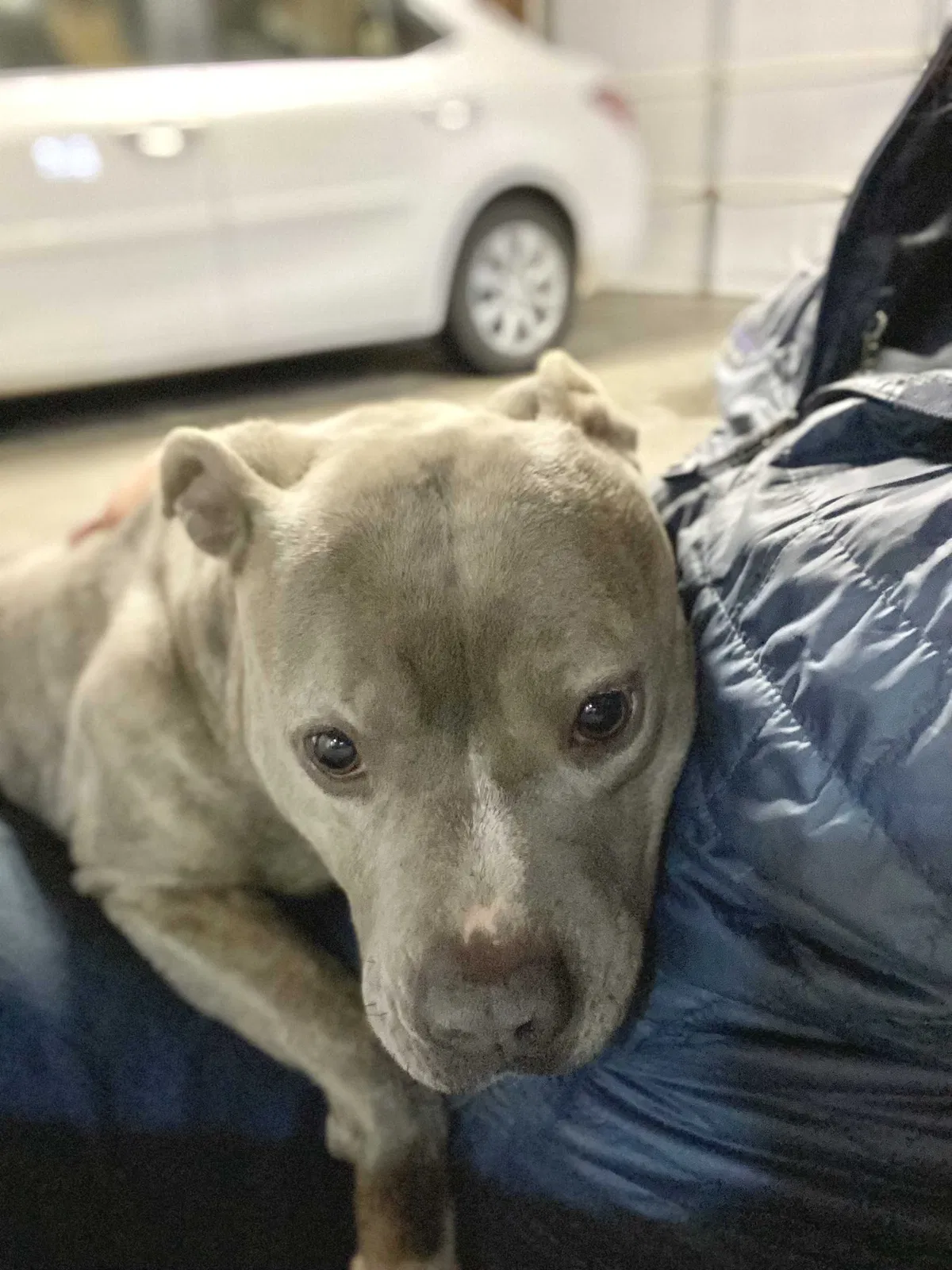 Found dog in Indianapolis, IN, 46205