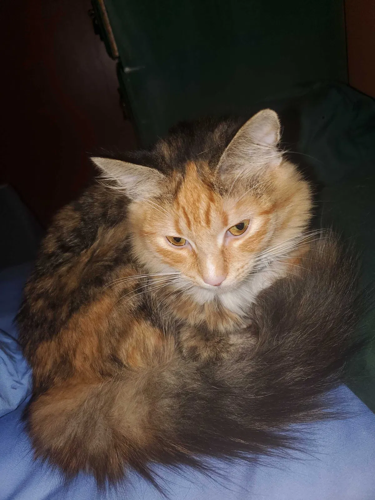 Lost cat in Columbia, SC, 29204