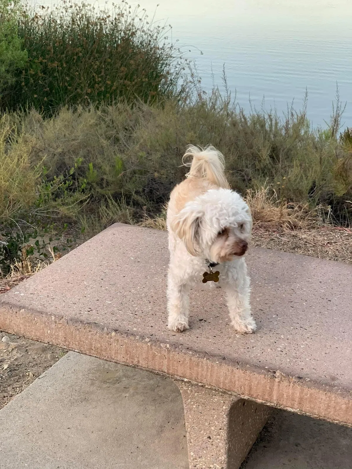 Lost dog in El Cajon, CA, 92020