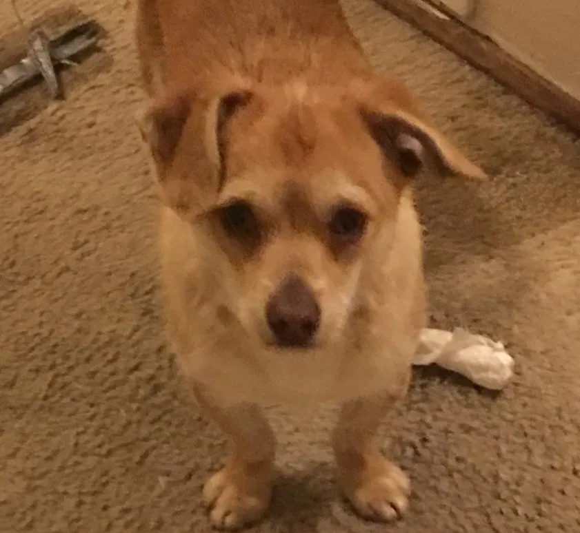 Lost dog in Union City, CA, 94587