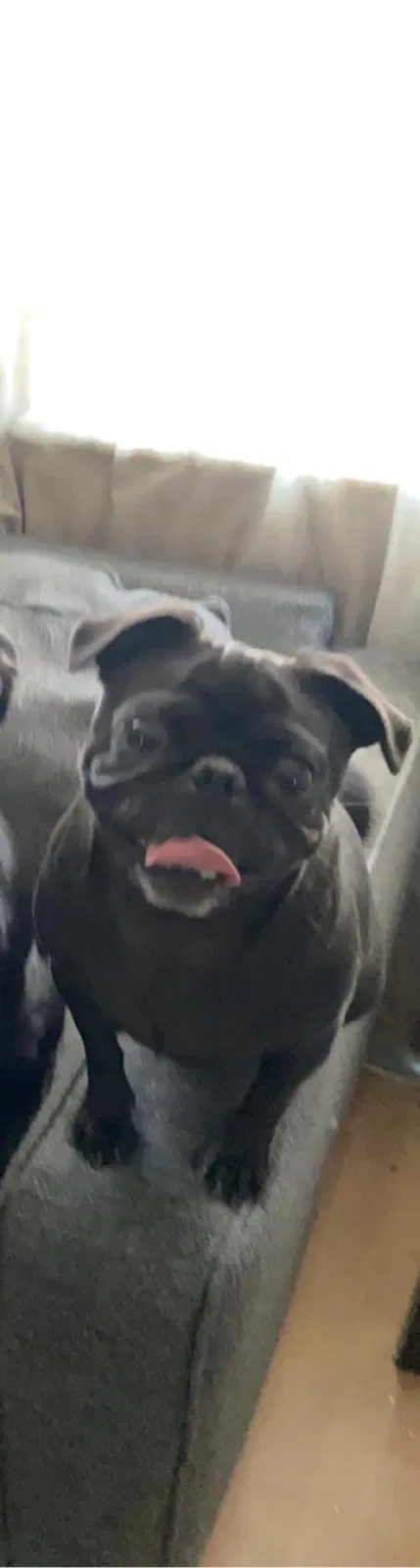 Lost dog in Sebastian, FL, 32976