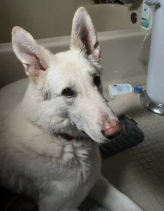 Lost dog in Sandston, VA, 23150
