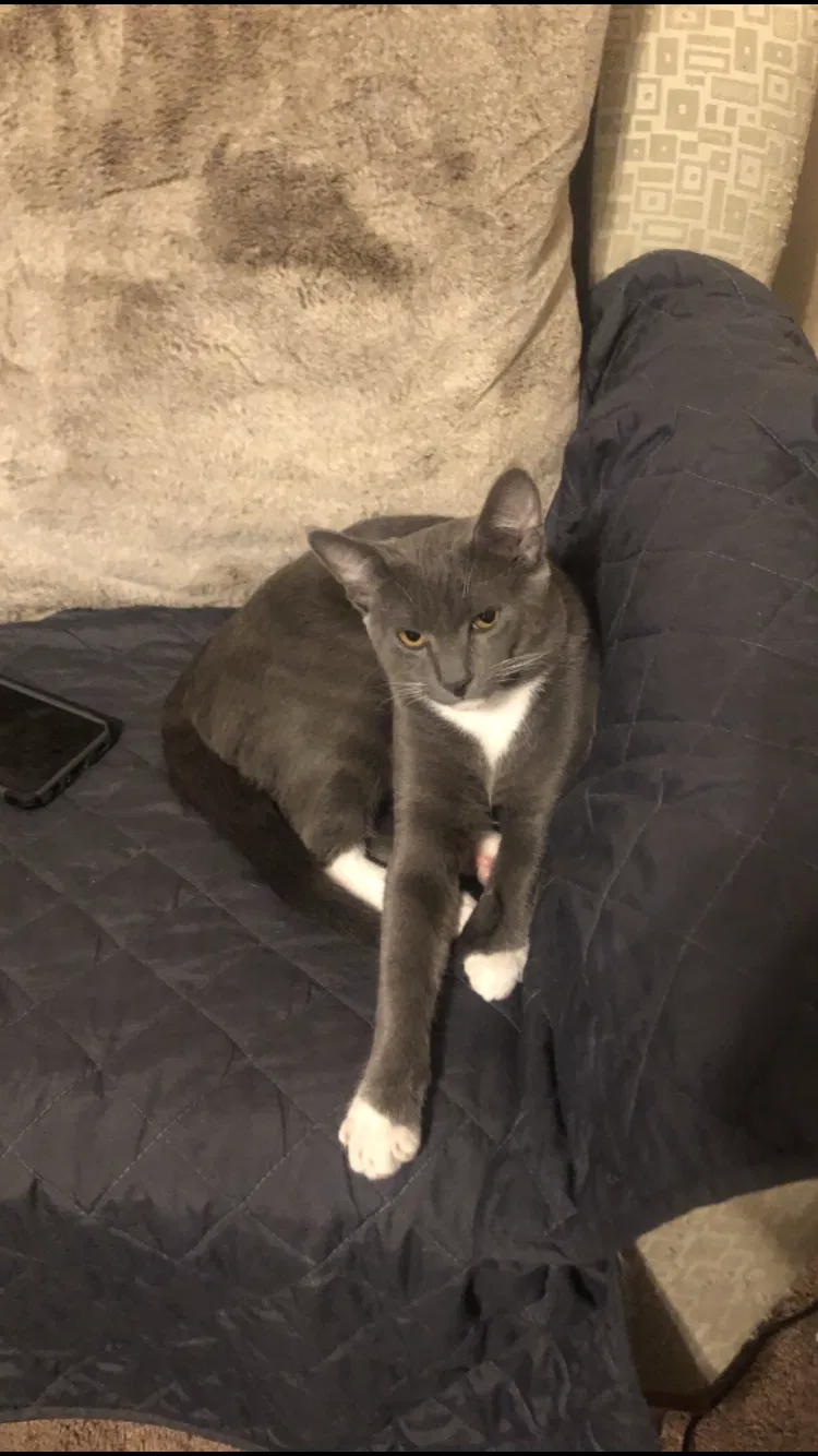 Lost cat in Riverview, FL, 33578