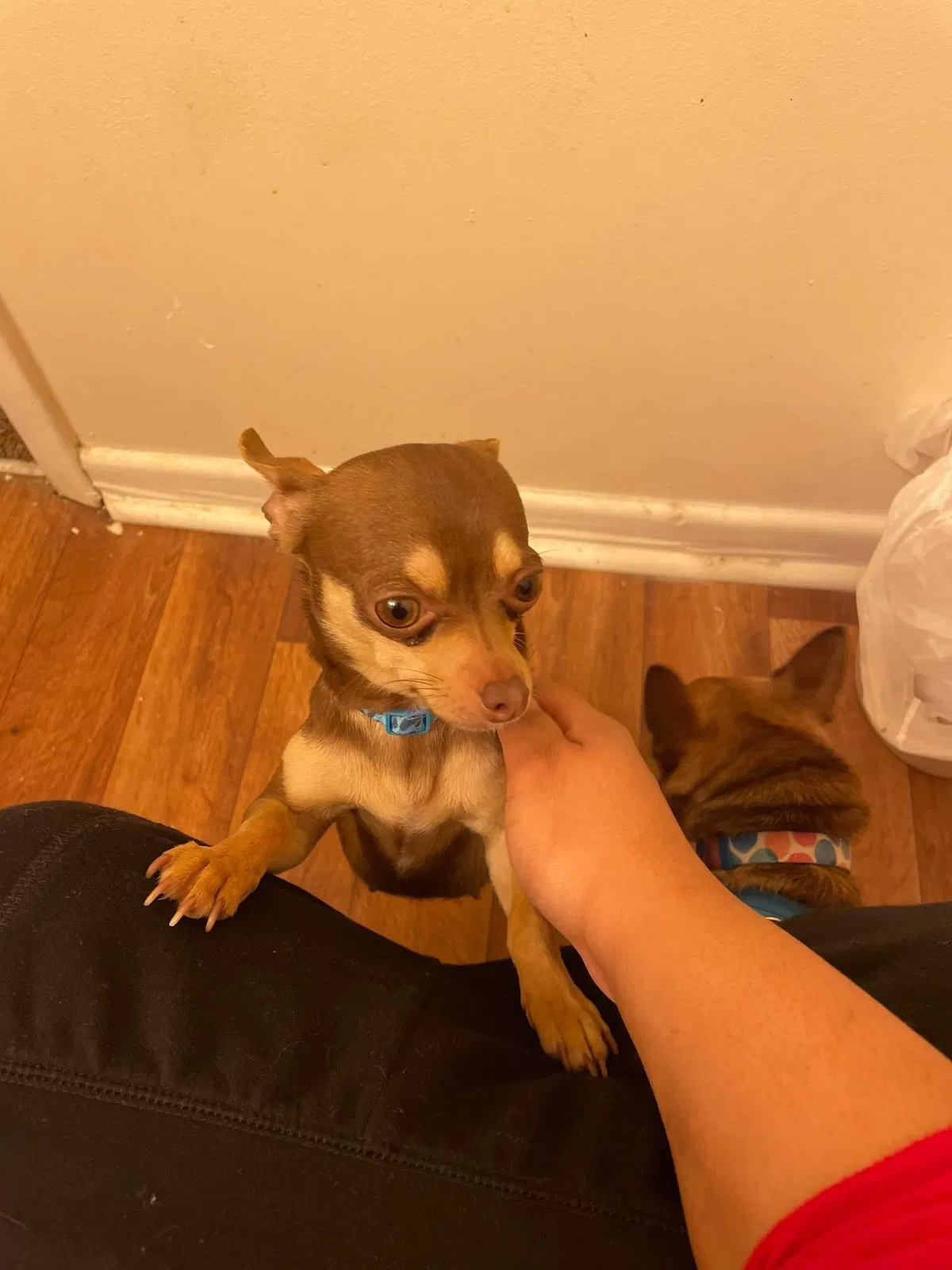 Lost dog in Birmingham, AL, 35215