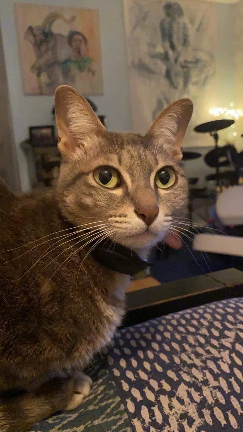 Lost cat in Fallbrook, CA, 92028