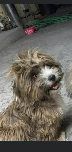 Lost dog in Bakersfield, CA, 93306