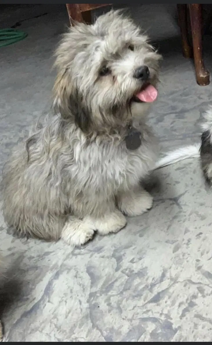 Lost dog in Bakersfield, CA, 93306