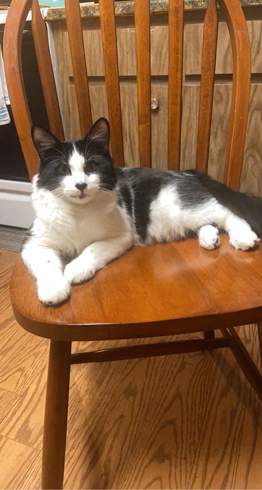 Lost cat in Bradenton, FL, 34205