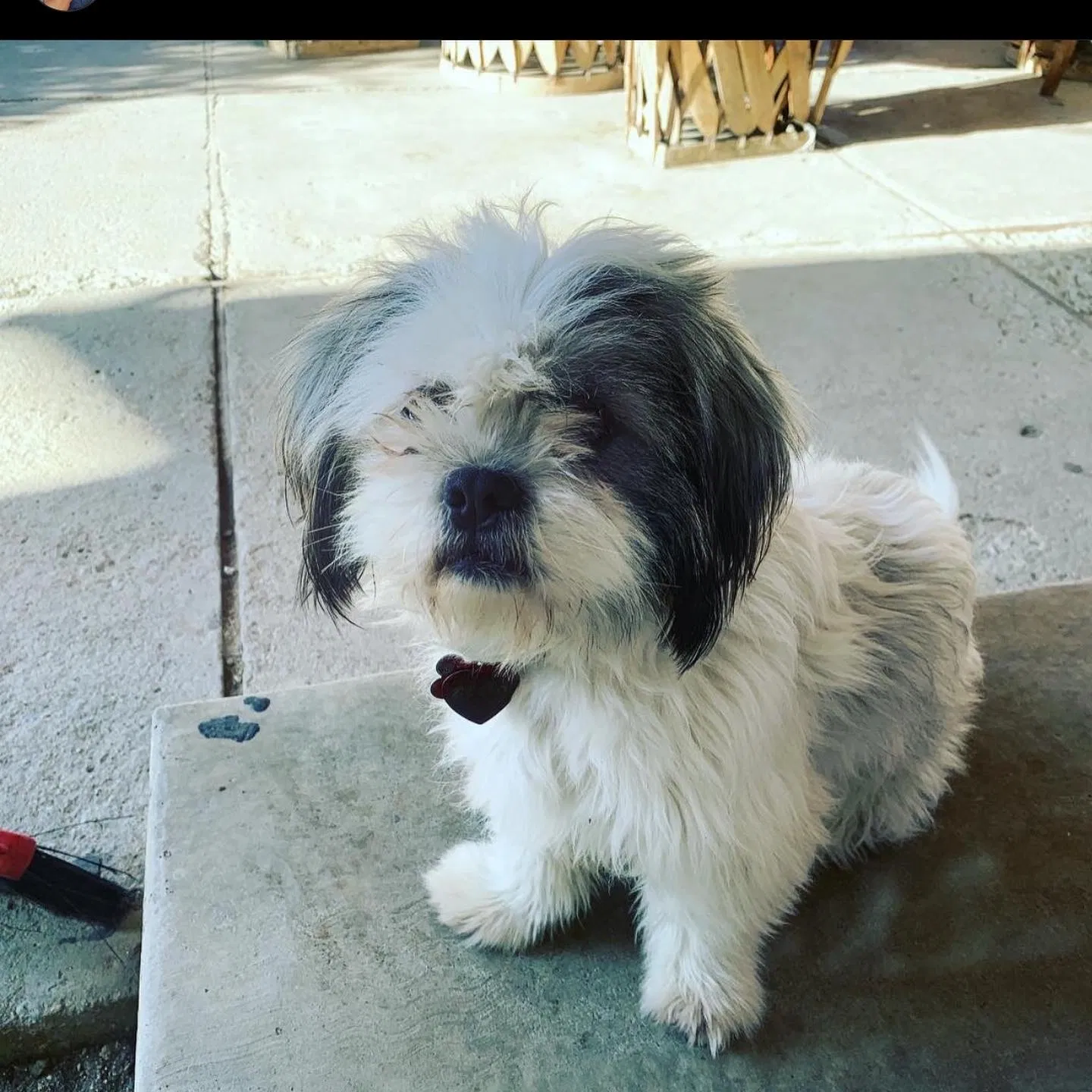 Lost dog in Bakersfield, CA, 93306