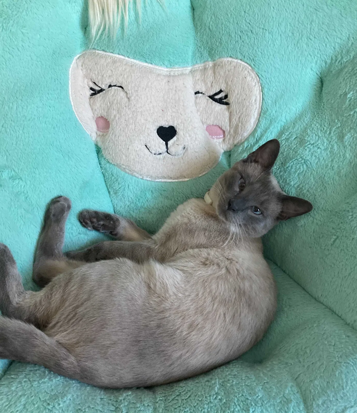 Lost cat in San Antonio, TX, 78242