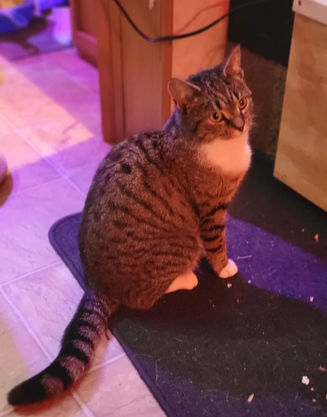 Lost cat in Mount Airy, MD, 21771