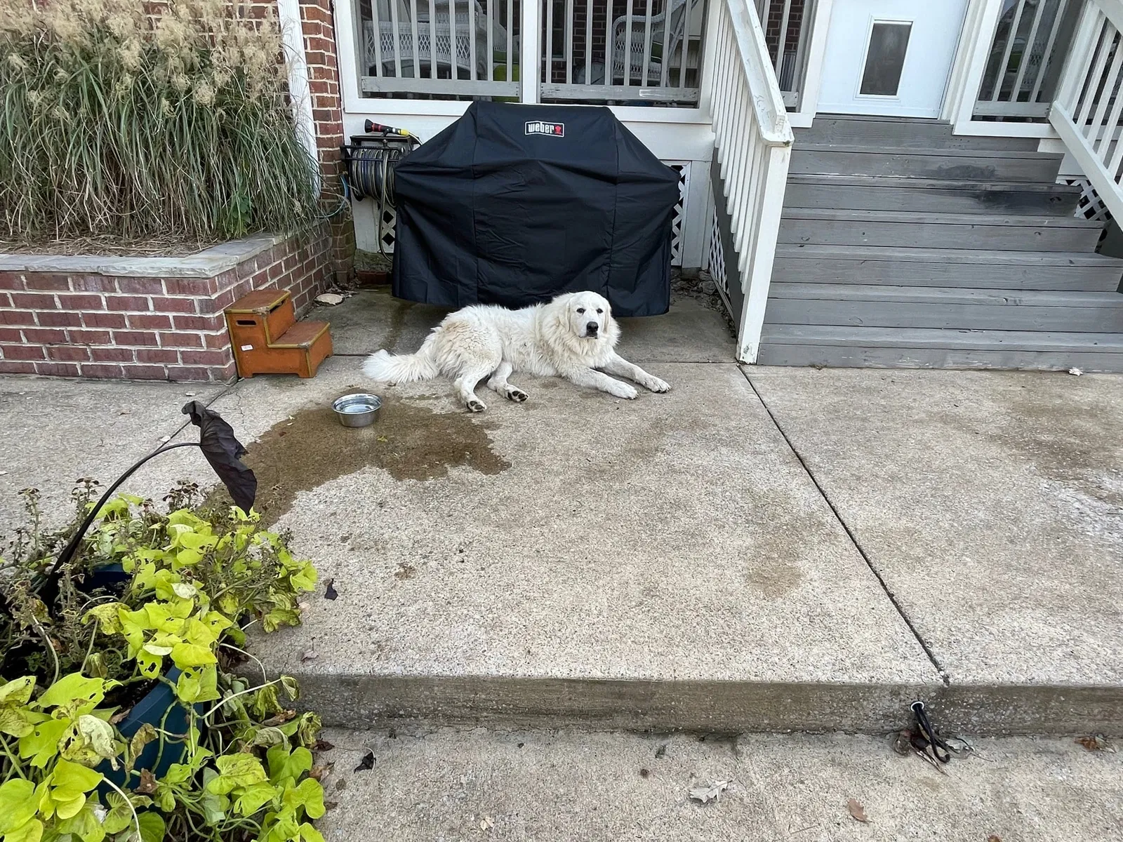 Lost dog in Thompsons Station, TN, 37179