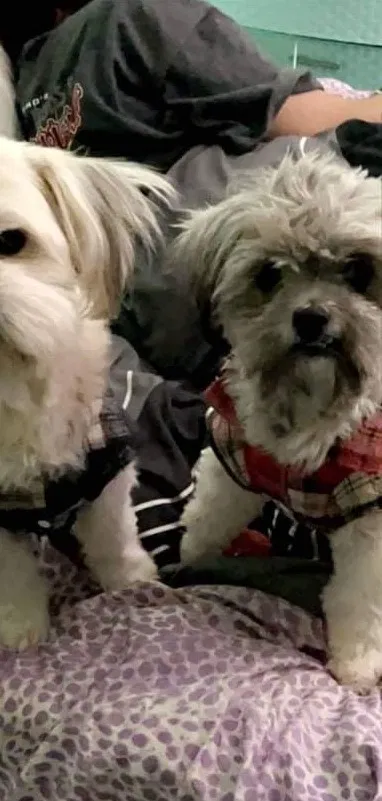 Lost dog in Litchfield Park, AZ, 85340